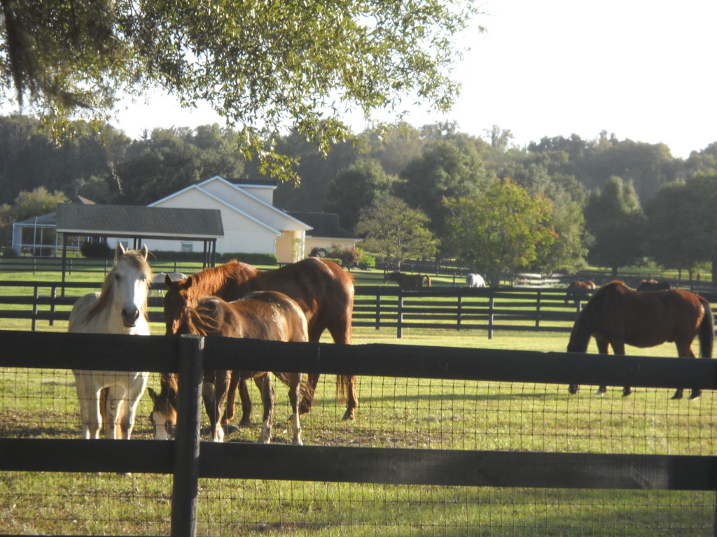 FL.horses.turnedout