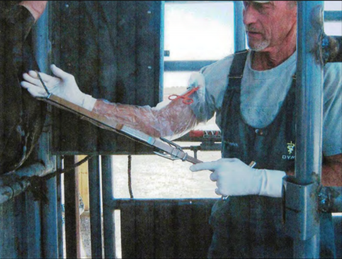  An incision is made in the mare's vagina so a veterinarian’s arm can reach in and tear out their ovaries