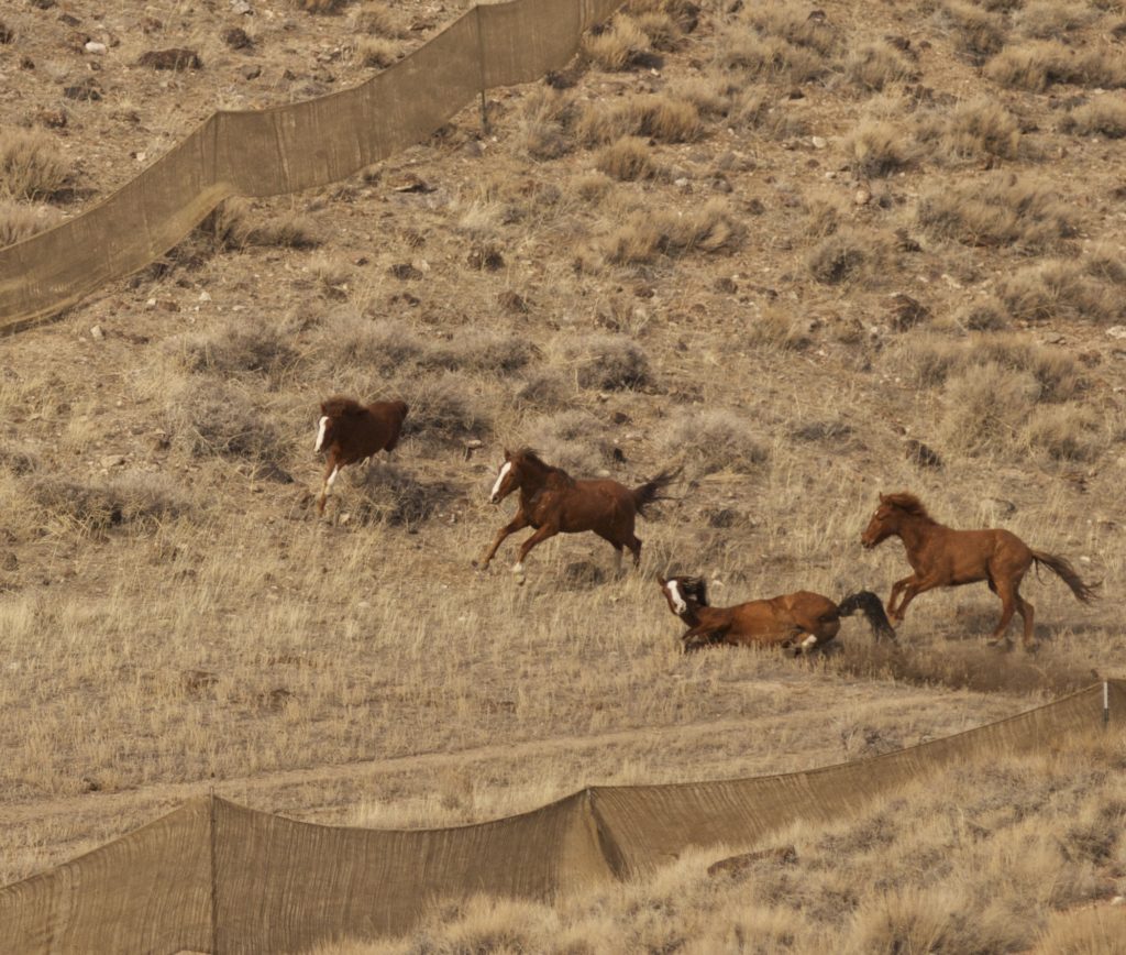 antelope.herd.mare.down