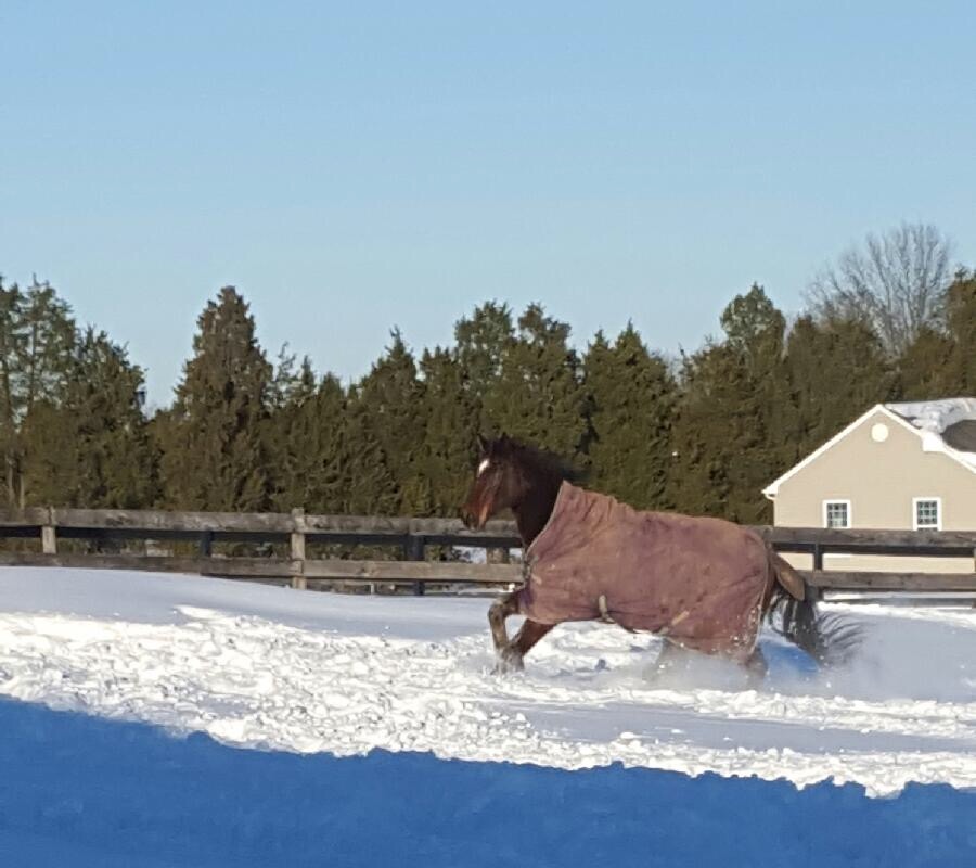 Beaux plays in the snow.