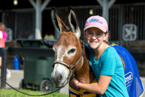 Hickory Hills Wall Street (champion miniature donkey)