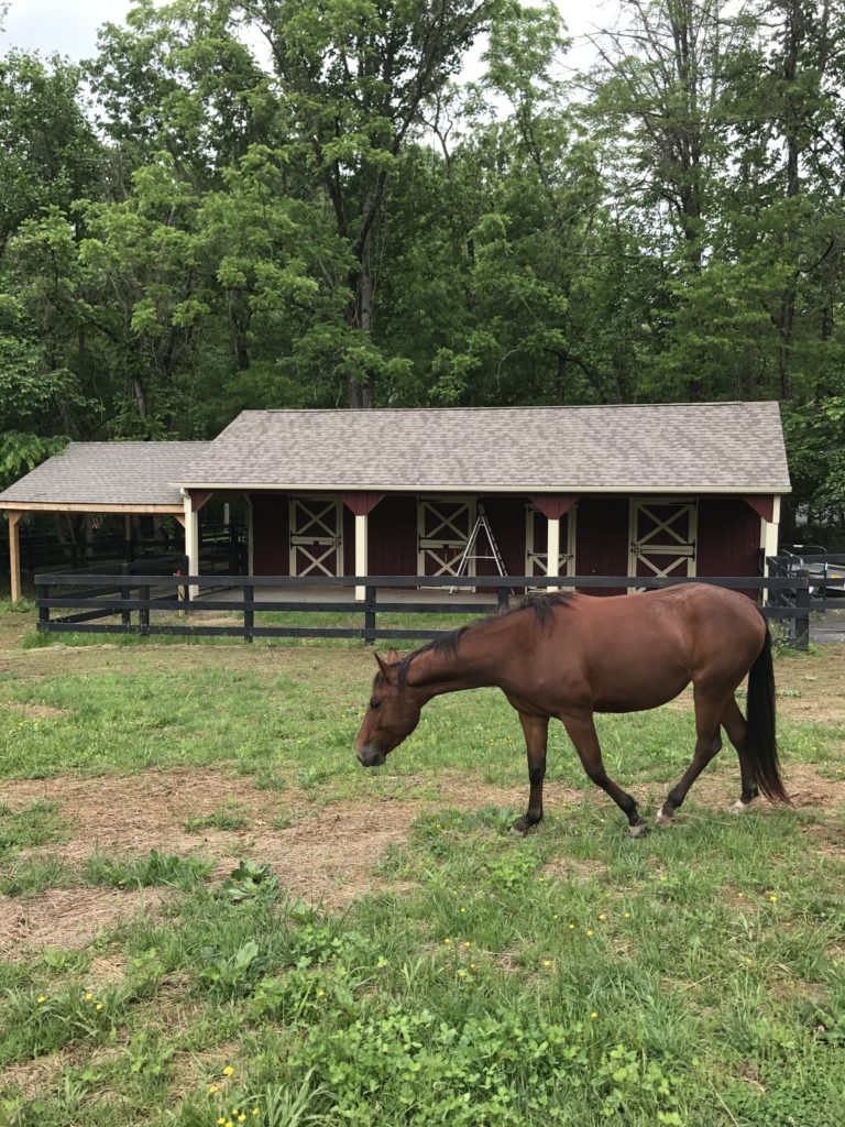 jasmine.newhome.pasture