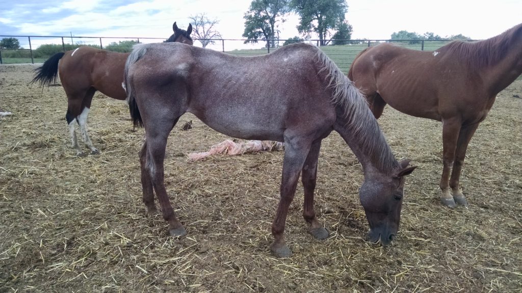 Horses will be lost without your help.