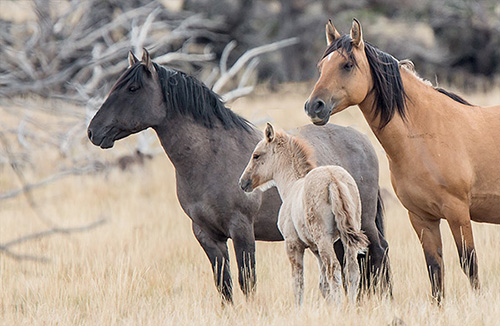 In July and August 2015, Front Range says, the BLM rounded up all the wild and free-roaming horses in the areas.