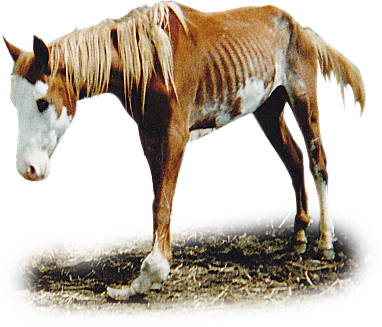 Local horse shop rescues near me