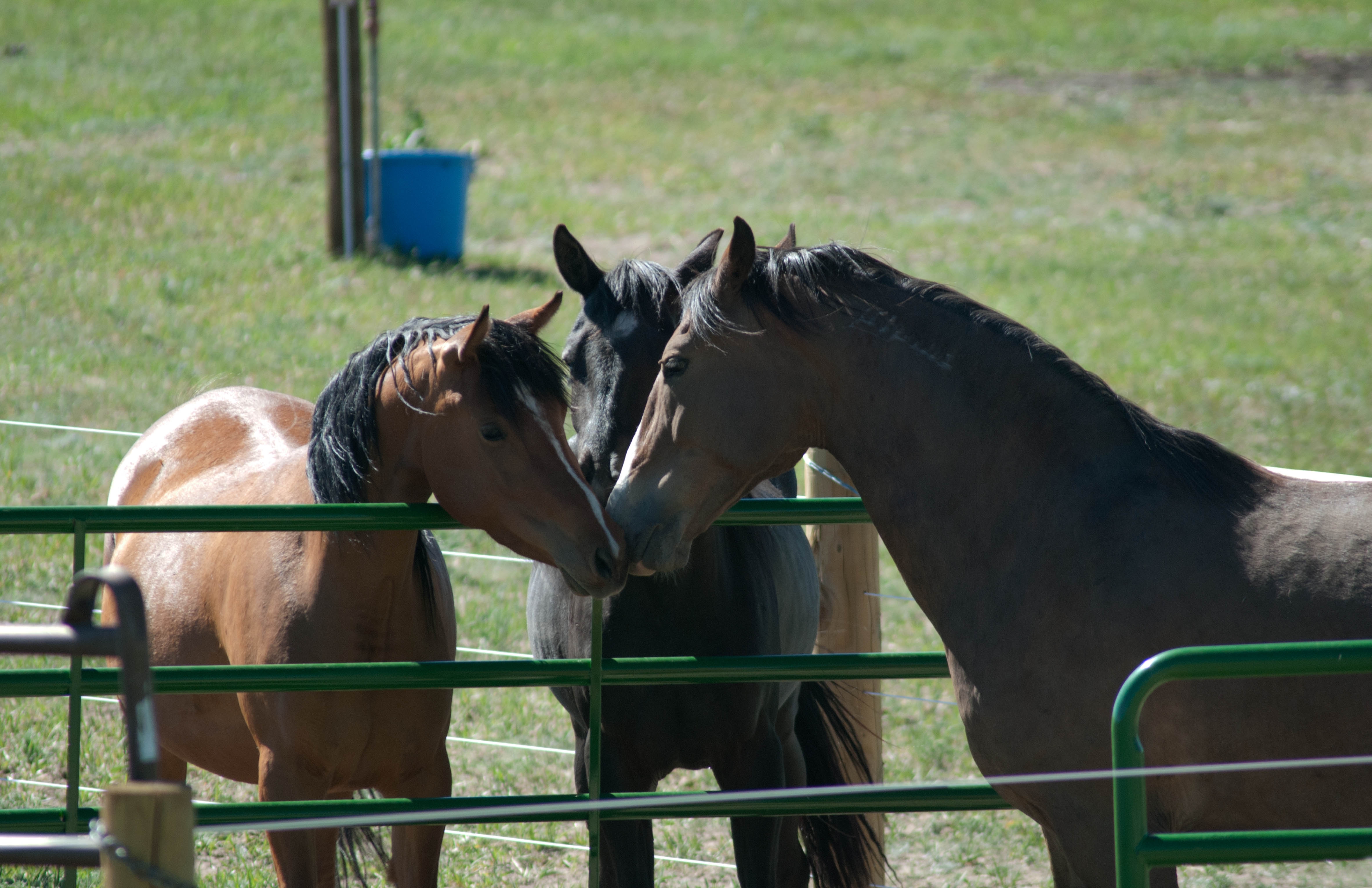 A huge victory after our three years of legal efforts to stop horse slaughter in New Mexico