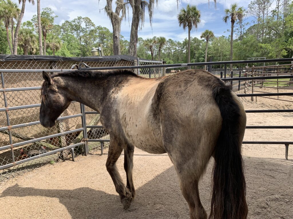 mustang.sonora.floridasanct.019