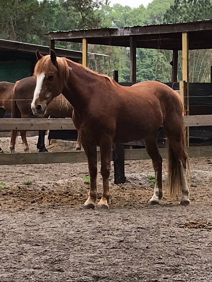 mustang.trooper.2019.florida