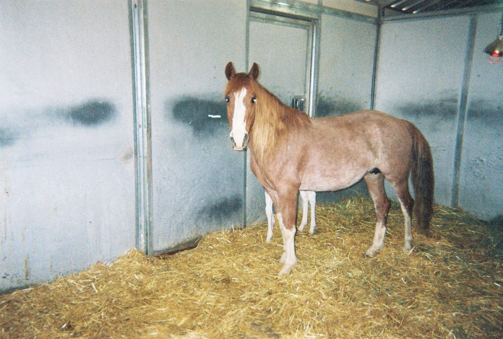 mustangsallie.07
