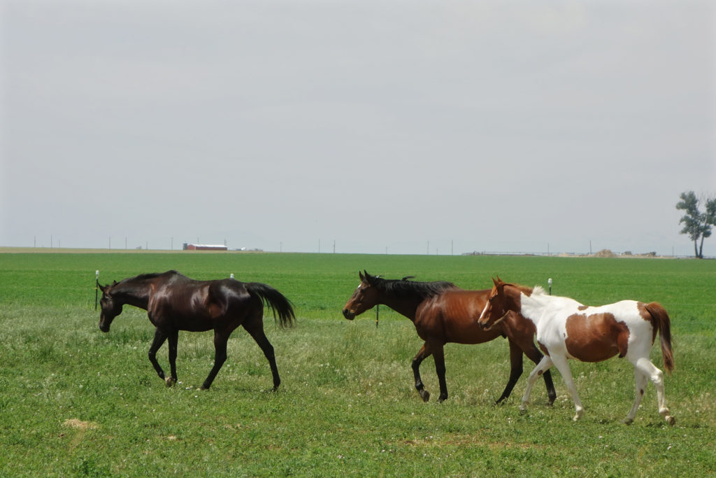 nicholas.friends.field