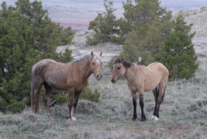 Mustangs