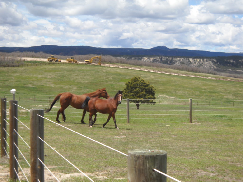 red.buddy.turnout.may2015