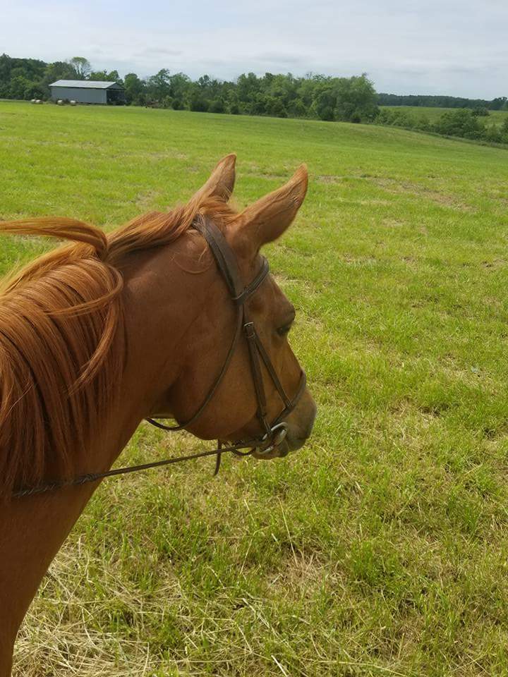 savannah.ride.field