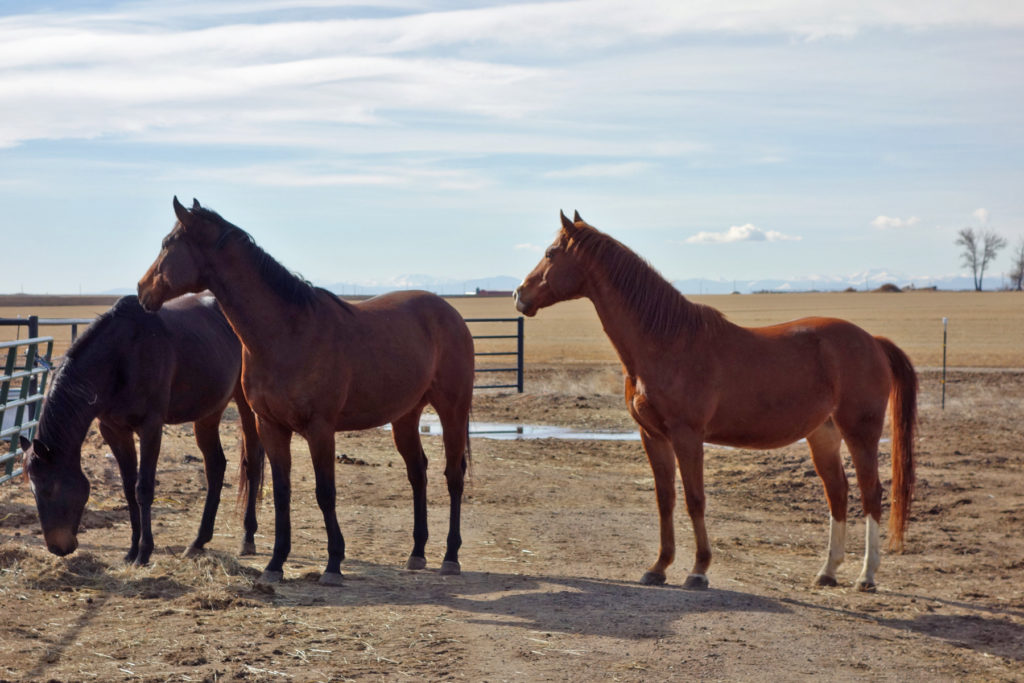 tango.riley.benji