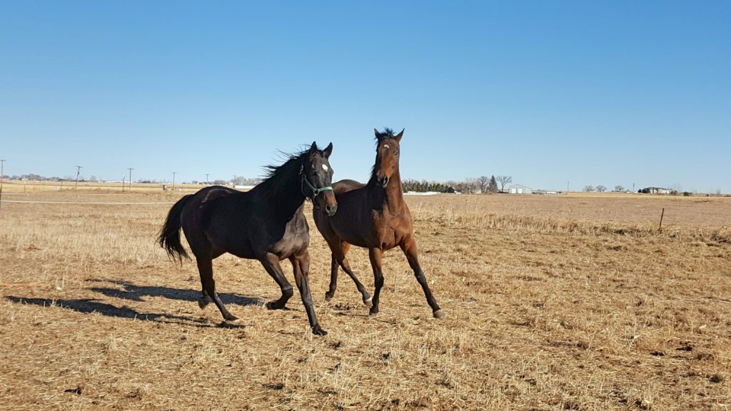 tango-riley-field