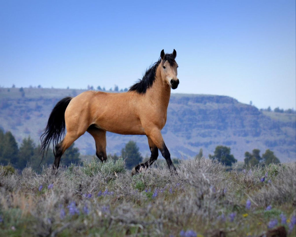 Rescue Horse