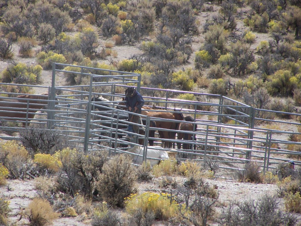 wild.horse.down.gun