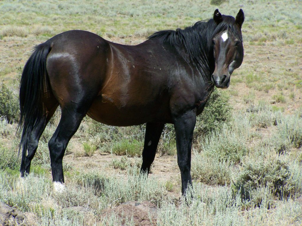 wild.horse.nv