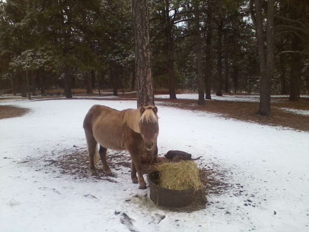 tilly.haircut.and.hay