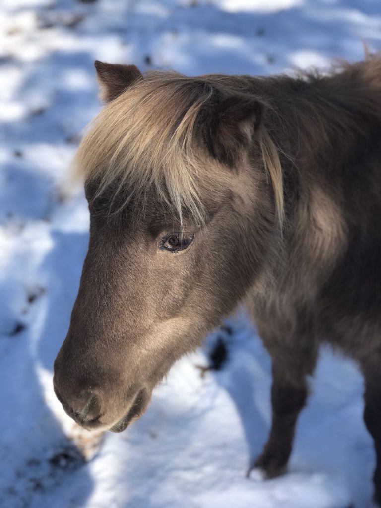 tilly.oct2020.snow