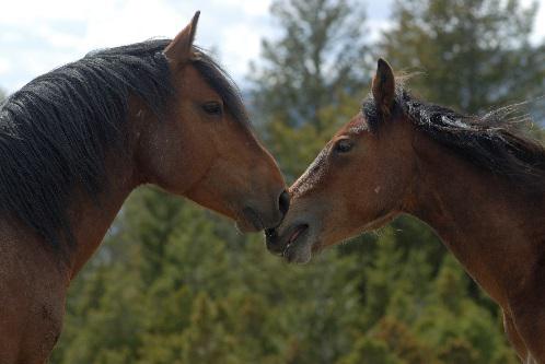 Wild horses relationship