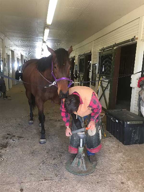 P.S. – I thought you’d enjoy a photo of Duke getting a trim and new front shoes. He is looking forward to seeing the equine chiropractor again next week.