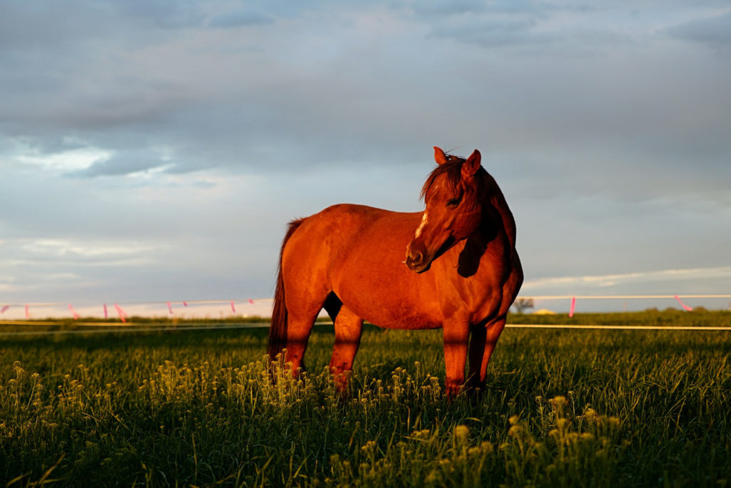 horse-in-sunset