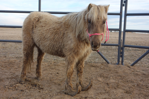 Tilly before hoof trims