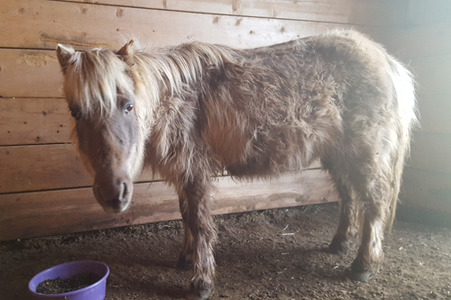 Tilly after a mud roll!