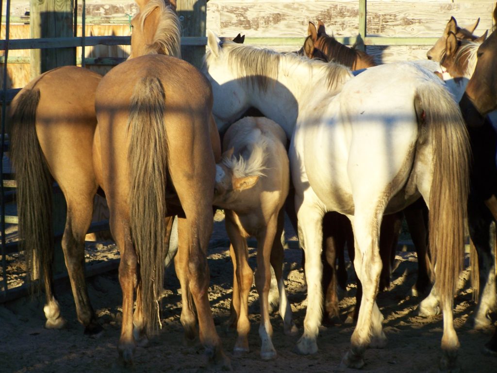 Update Lawsuit Against BLM On Gruesome Wild Mare Sterilization Front Range Equine Rescue