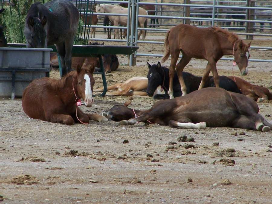 wild.down.corral.colts