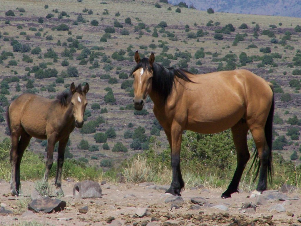 wild.mare.foal