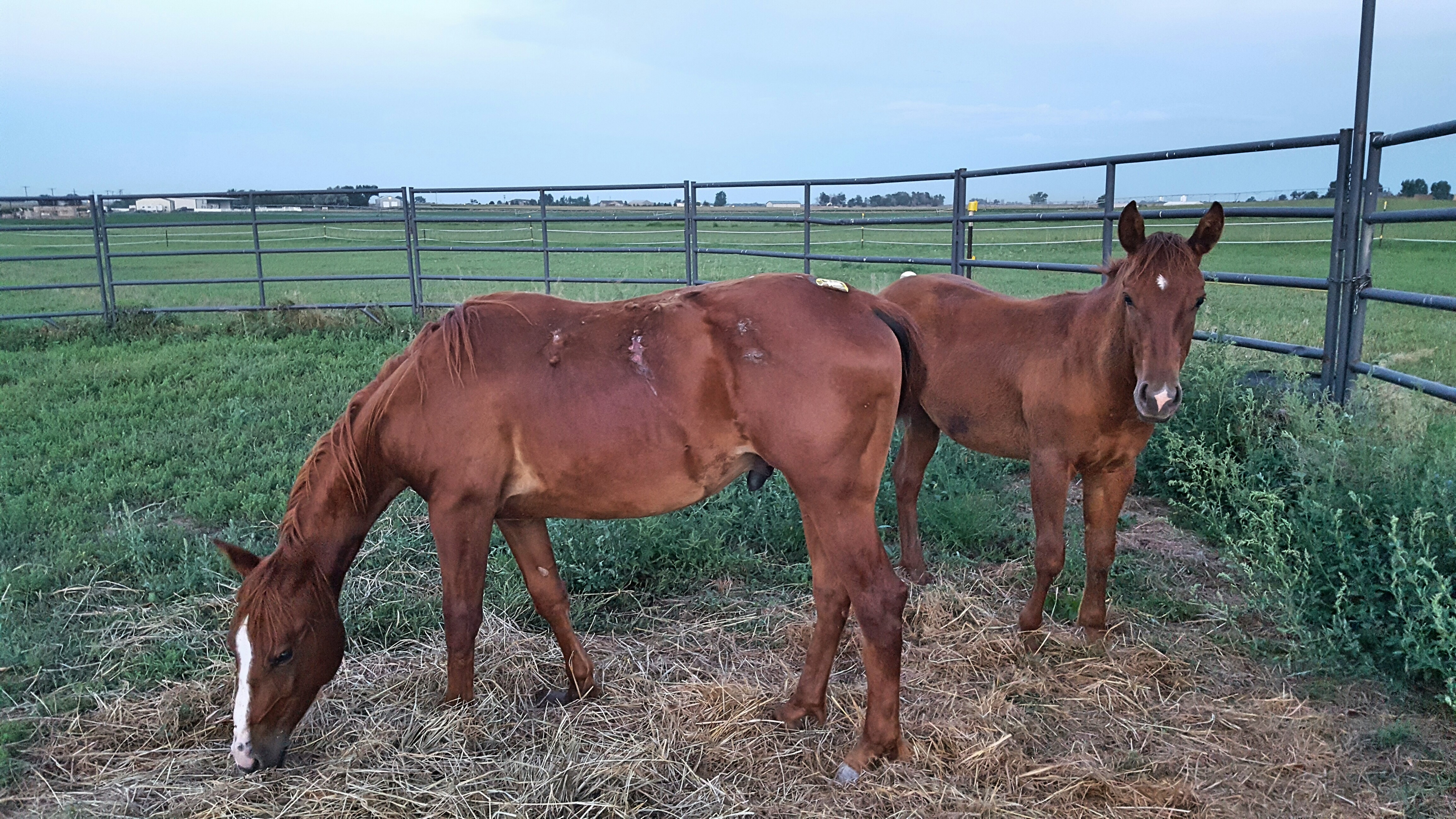 Expanded facilities allow for more at risk horses to be saved