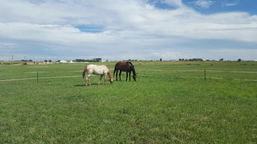 sunnie-riley-grazing