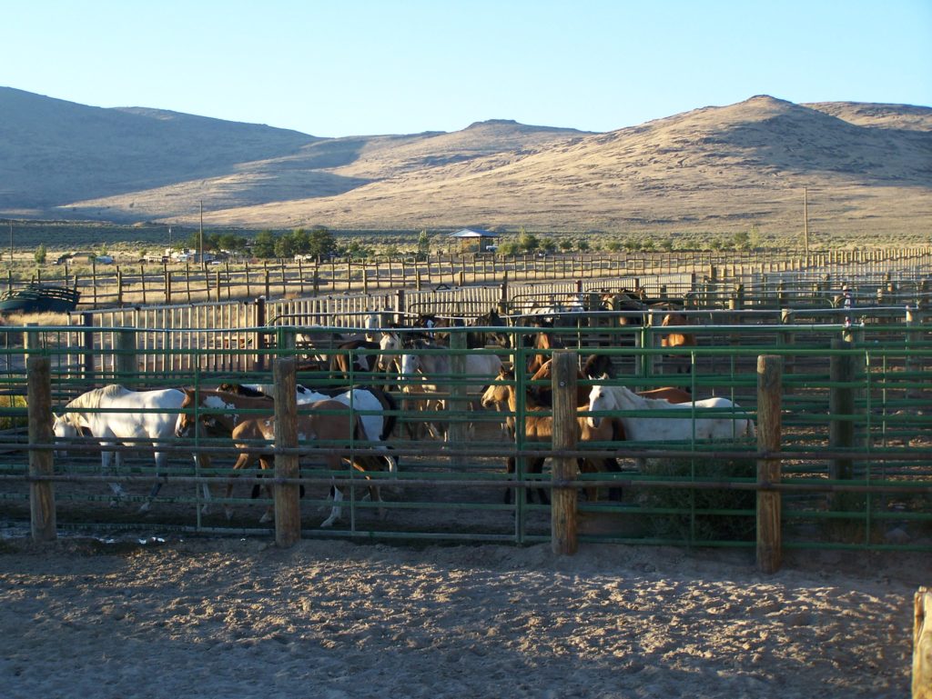 Wild horses in captivity.