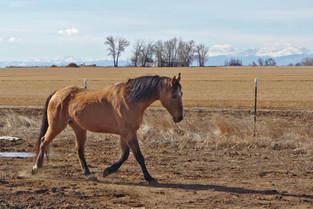 waylon.trot.feb017