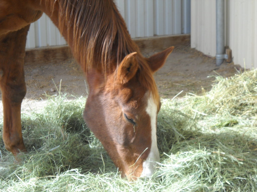 A nose buried in fresh hay is something to be thankful for.