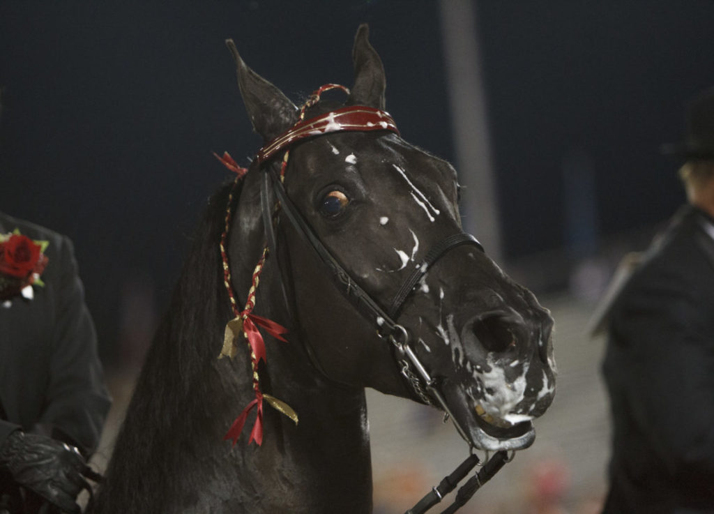 The 75th Walking Horse Celebration in Shelbyville, Tennessee on August 29, 2013.