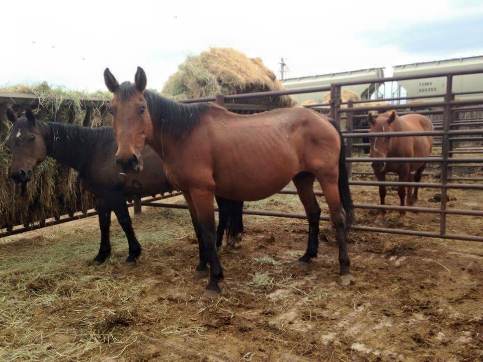 Horses at an auction frequented by kill buyers
