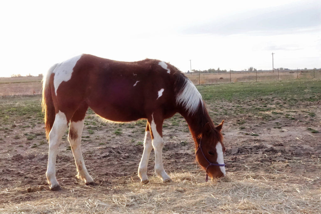 josie.eating.apr017