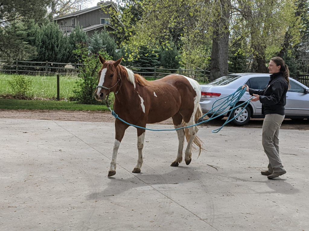 josie.lamenes.exam.may2020