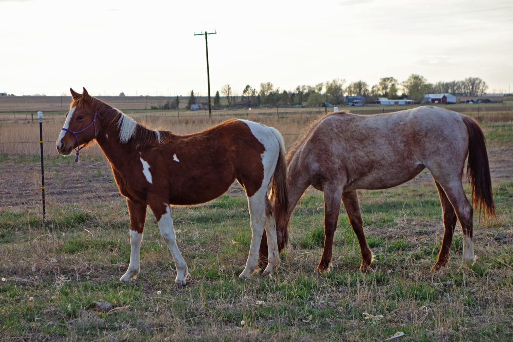 josie.pasture.apr017