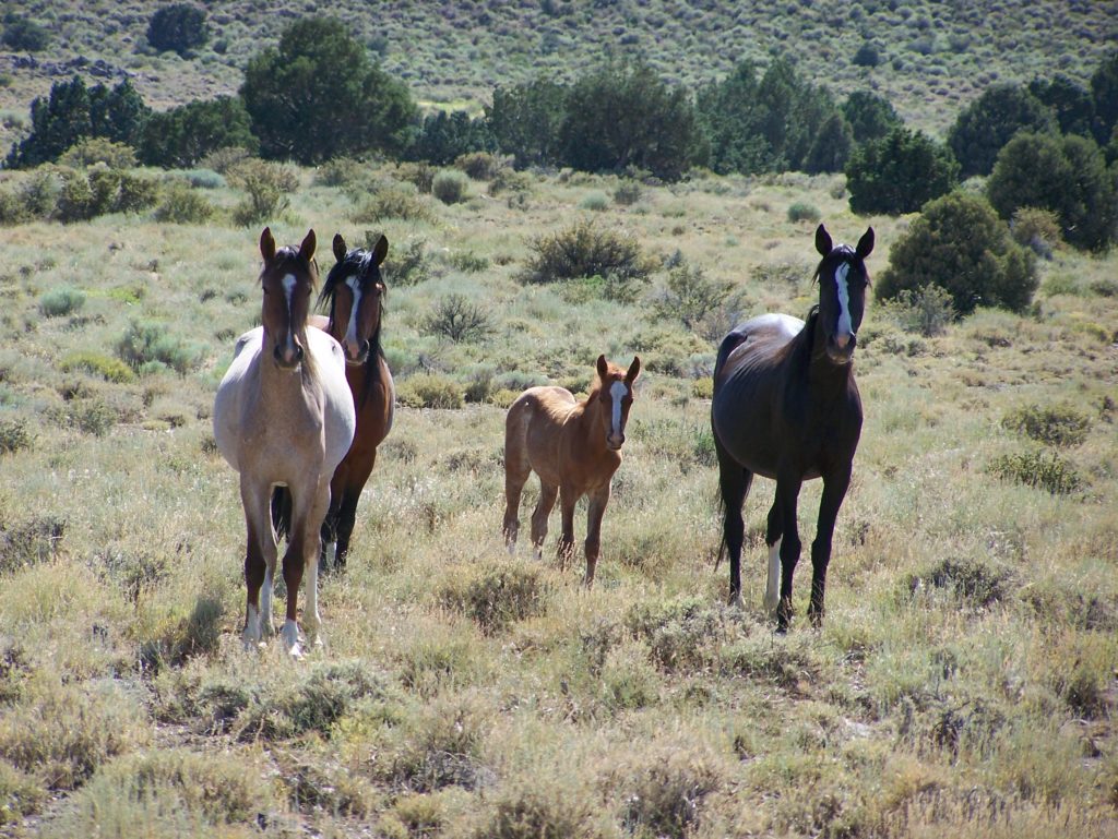 wild.mares.foals.facing