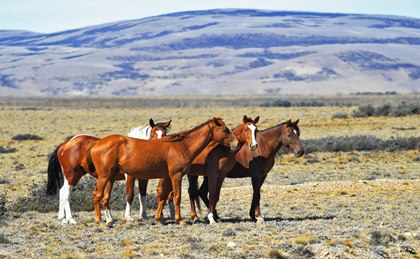 mustangs