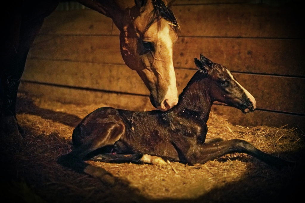 cherie.checks.foal