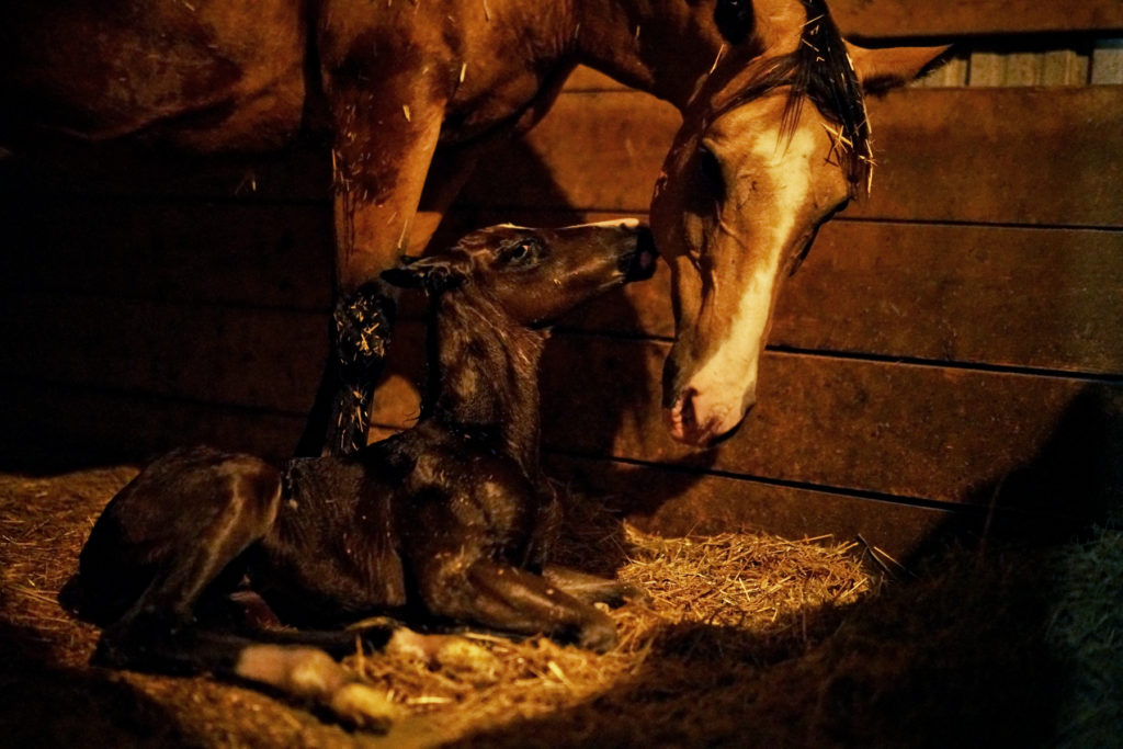 cherie.foal.nuzzle