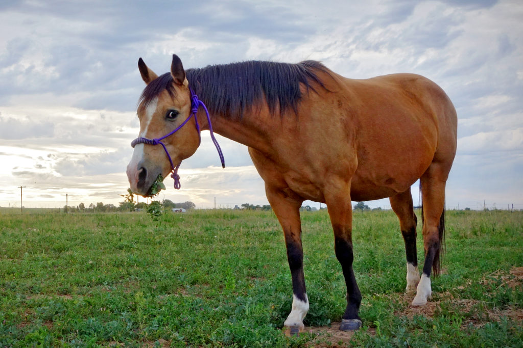 cherie.grass.jun017