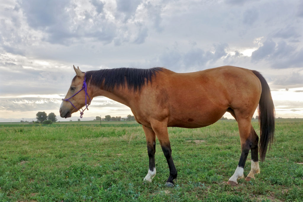 cherie.standing.pasture