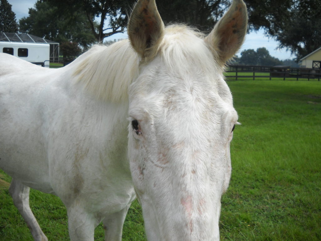 shiloh.closeup