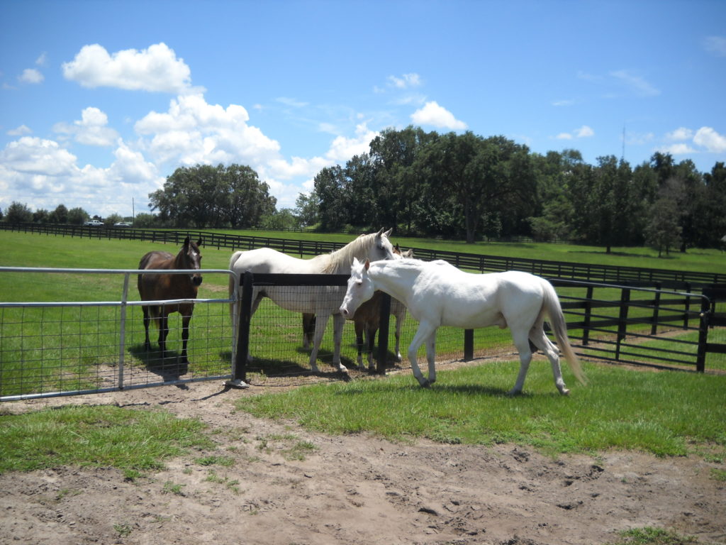 shiloh.jul017.horses